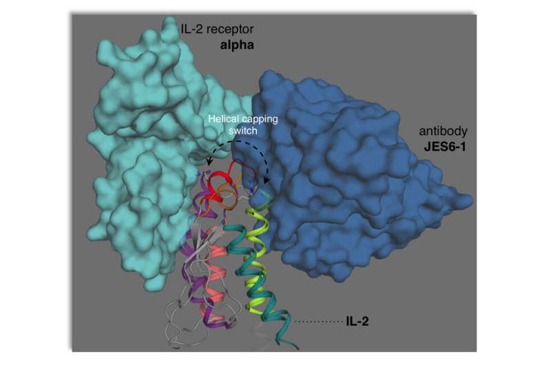 New understanding of immune modulator interleukin-2 guides drug discovery