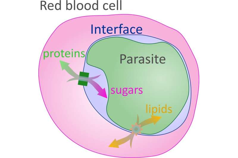 NIH researchers discover new set of channels connecting malaria parasite and blood cells