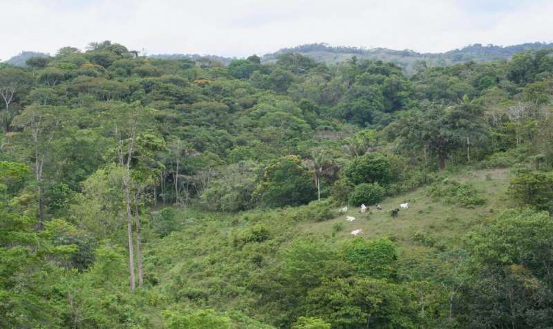 Nitrogen-fixing trees help tropical forests grow faster and store more carbon
