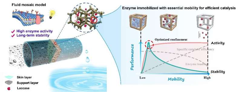 Novel biocatalytic membrane removes micropollutants in an efficient and stable way