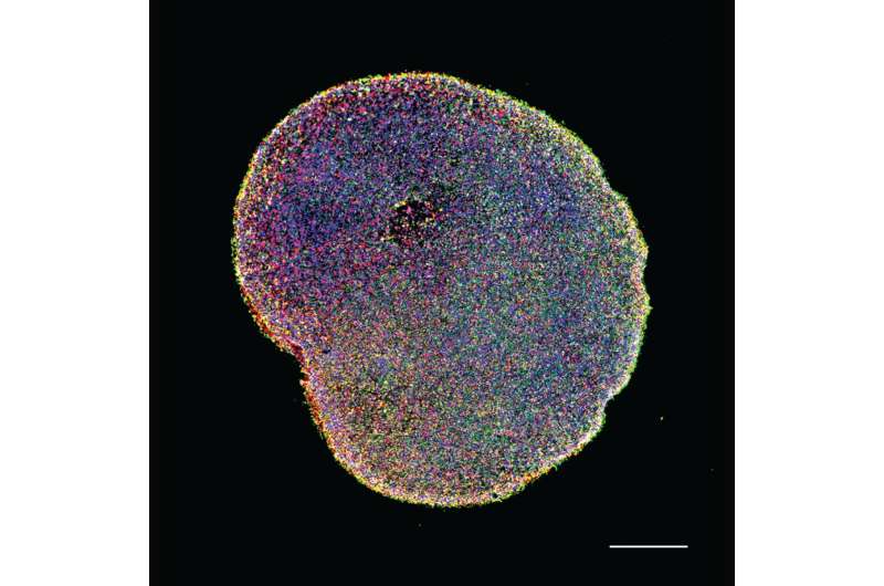 Organoids emerge as powerful tools for disease modeling and drug discovery