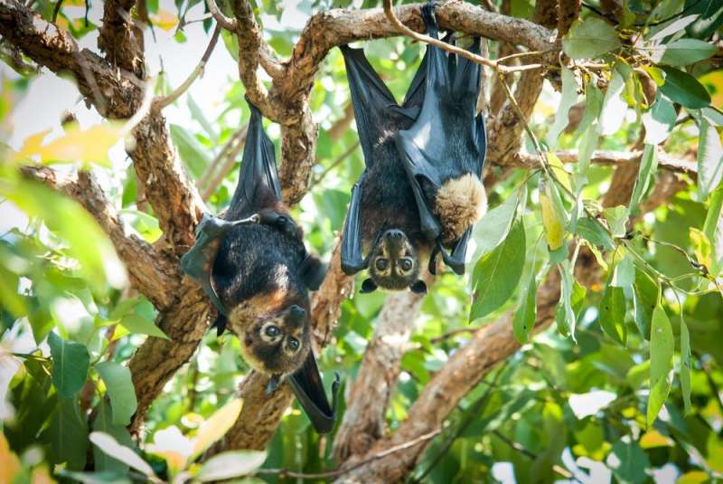 Our laws failed these endangered flying-foxes at every turn