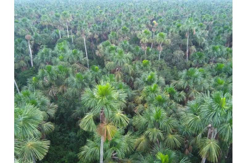 Palm trees most abundant in American rainforests