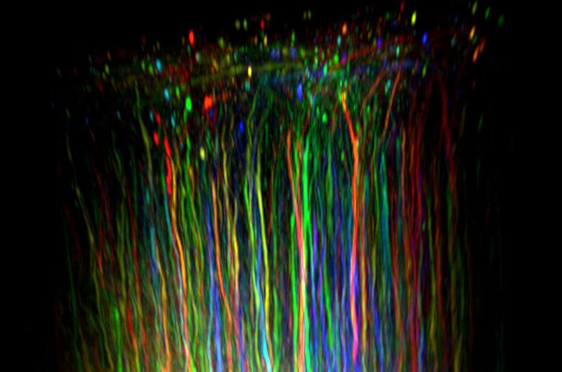 Paying attention to the neurons behind our alertness