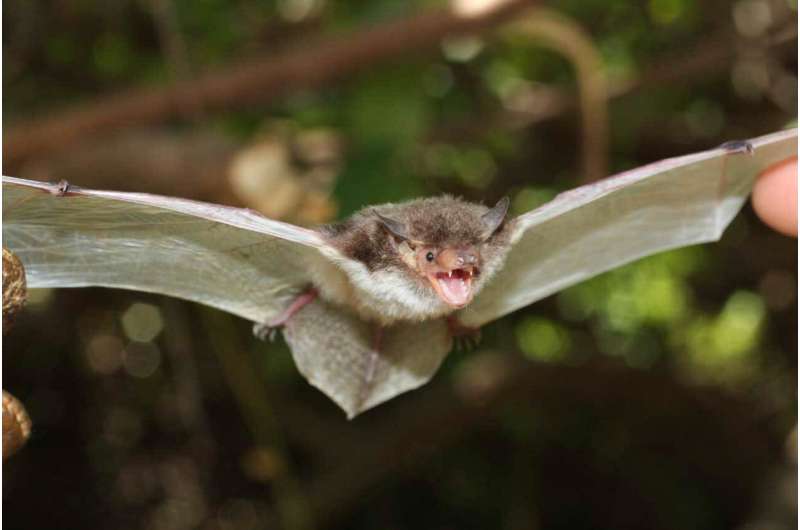 Penis bones, echolocation calls, and genes reveal new kinds of bats