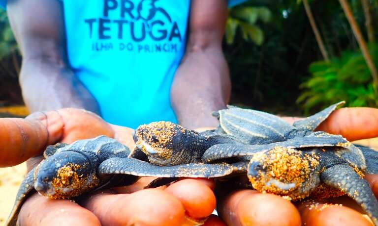 Plastic pollution poses new threat to a turtle paradise