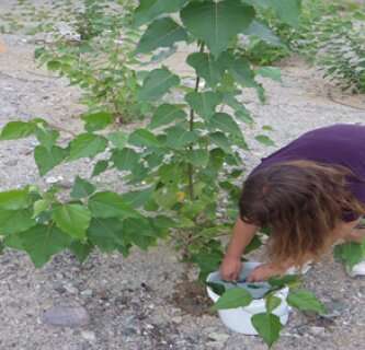 Poplars genetically modified not to harm air quality grow as well as non-modified trees