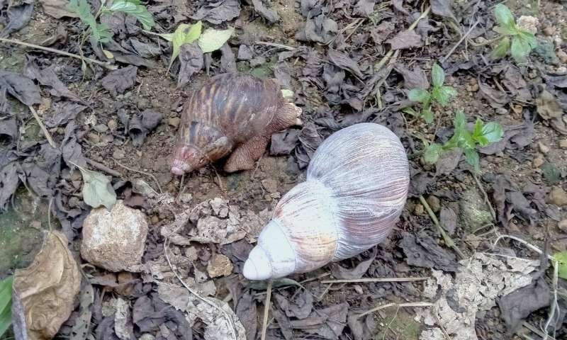 Príncipe’s Obô snail population declines by more than 75% in the last 20 years