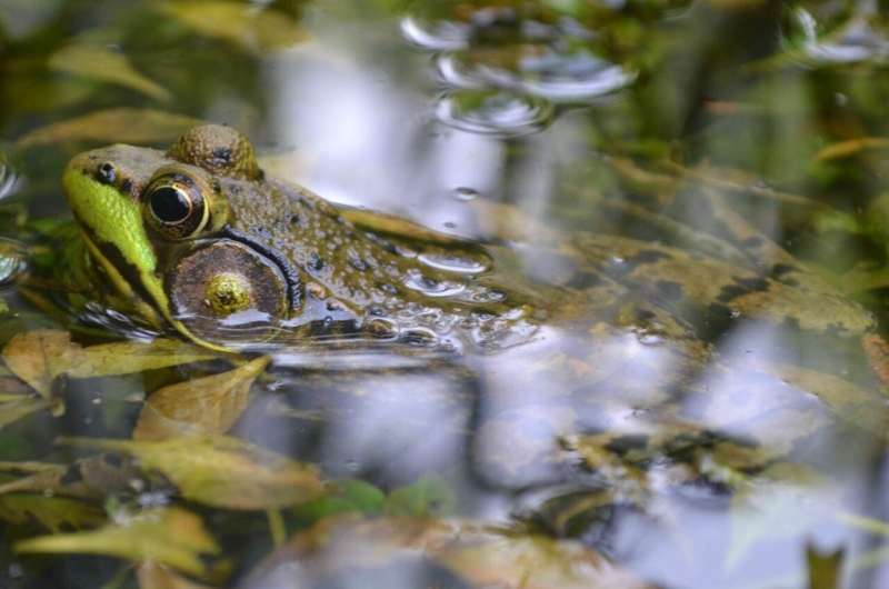 Reanalysis of global amphibian crisis study finds important flaws