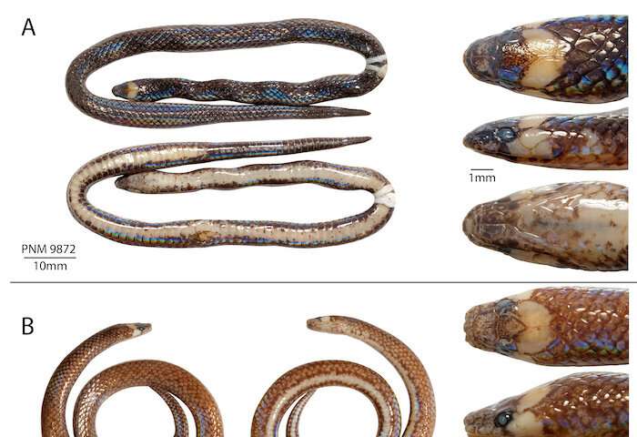 Remarkable new species of snake found hidden in a biodiversity collection