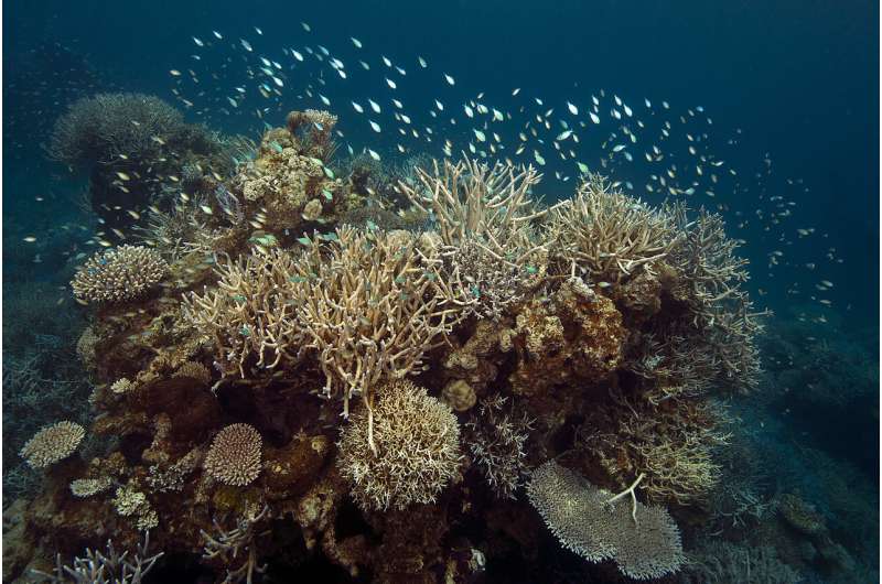 Report on New Caledonia's coral reefs offers a glimmer of hope for the future