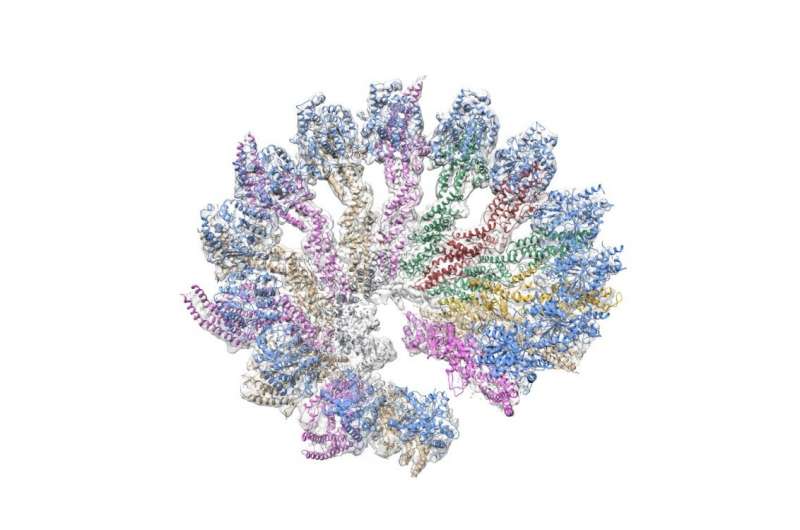Scientists assemble the gamma-tubulin ring complex in vitro for the first time