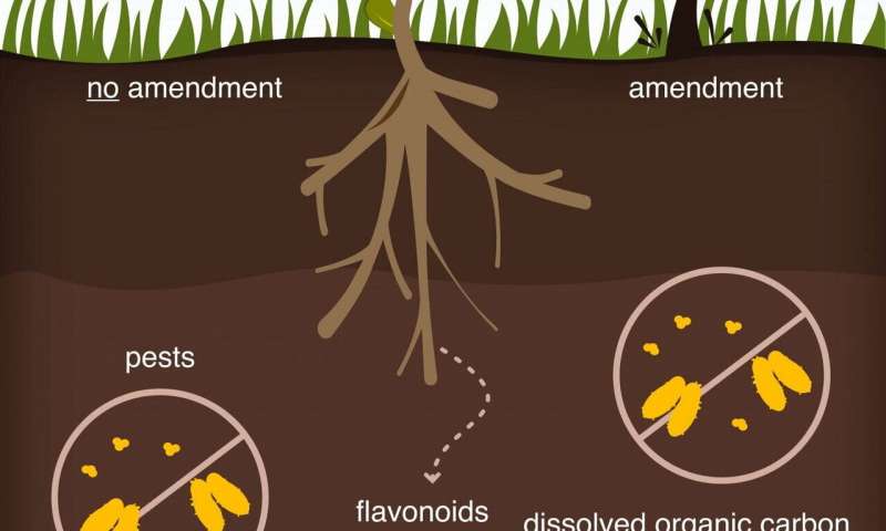Scientists learn how plants manipulate their soil environment to assure a cheap, steady supply of nutrients