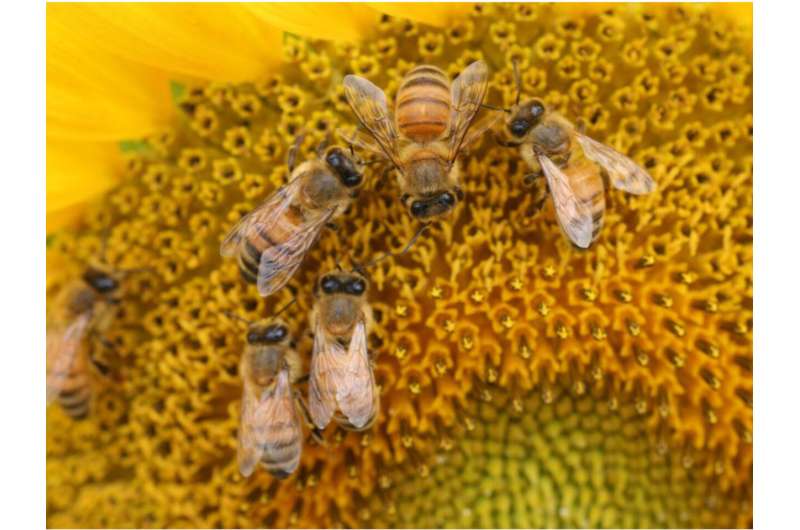 دانشمندان «قطار بویایی»  زنبورهای عسل برای افزایش تولید دانه آفتابگردان