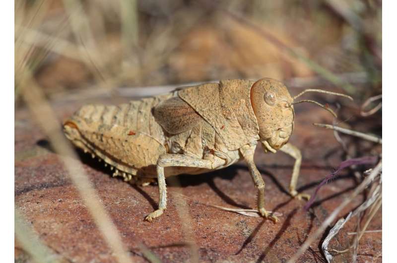 Scientists warn humanity about worldwide insect decline