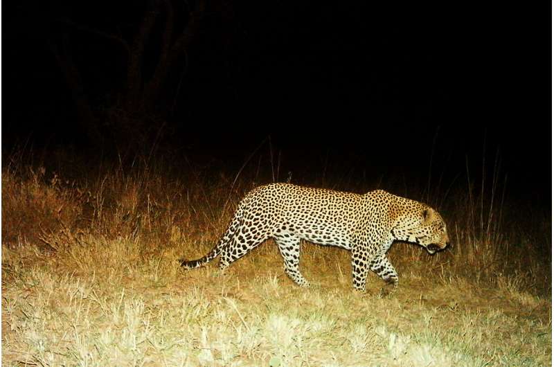 Serengeti leopard population densities healthy but vary seasonally, study finds