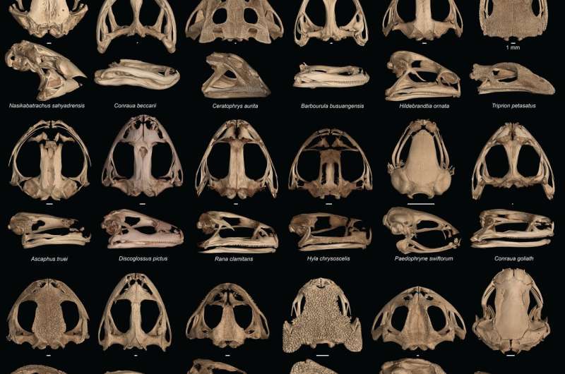Skulls gone wild: How and why some frogs evolved extreme heads