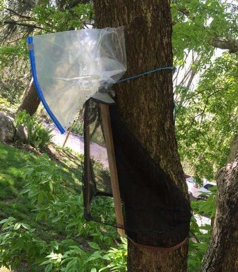 Spotted lanternfly tree traps can be effective, but need careful installation