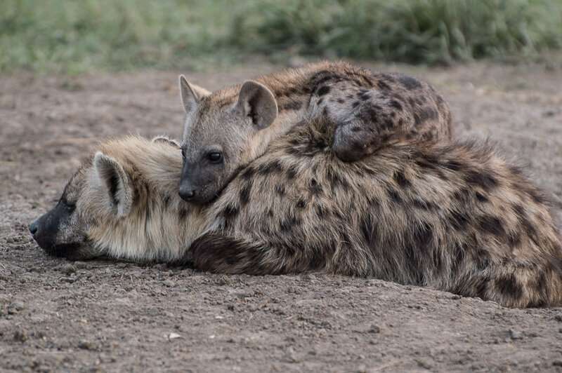 Squandering inherited rank may have life-and-death consequences for hyenas