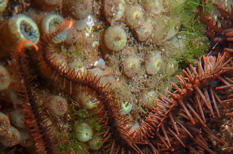 Starry eyes on the reef: Color-changing brittle stars can see