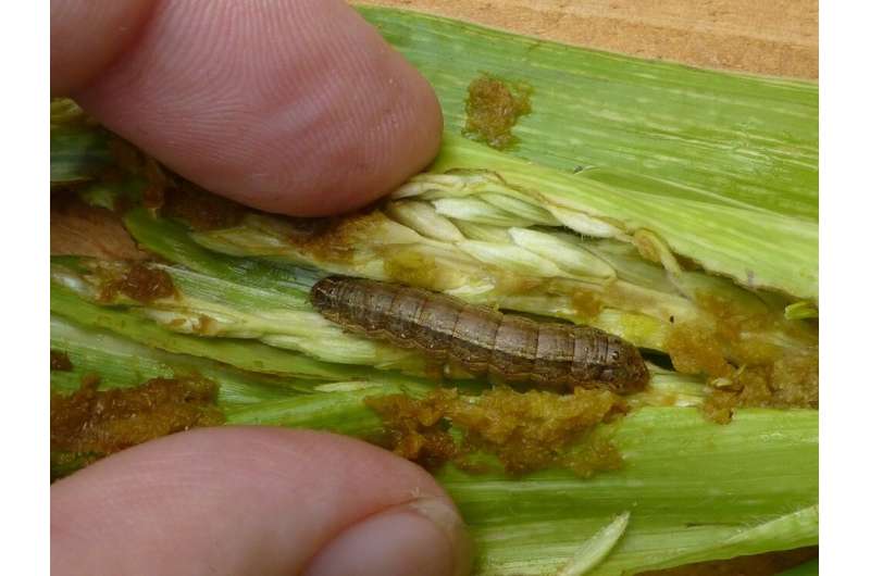 Study calls for reallocation of subsidies for biocontrols to fight fall armyworm