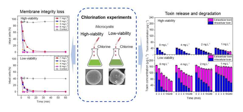 Study highlights differences of chlorination to treat high- and low-viability cyanobacteria