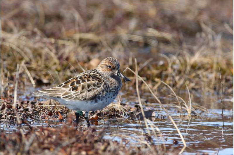 Study on shorebirds suggests that when conserving species, not all land is equal