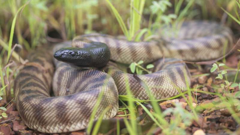 Study plots pythons’ history in Australia