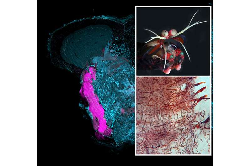 The brains of shrimps and insects are more alike than we thought