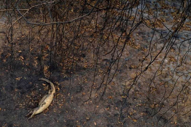 The fires have killed wildlife, including this alligator beside the Transpantaneira park road in the Pantanal wetlands in Brazil