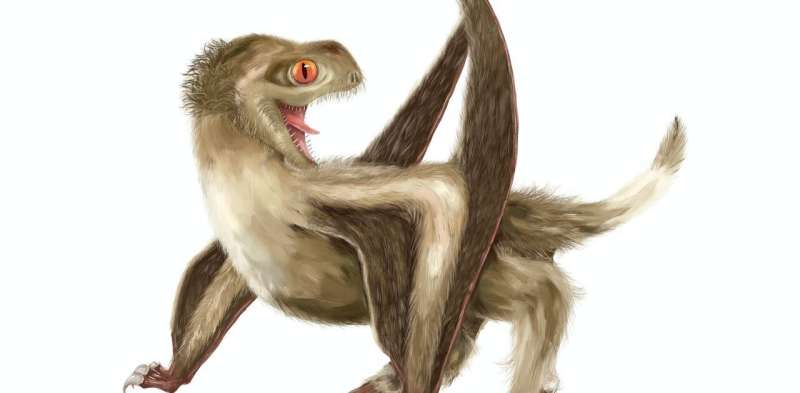 The mystery of feather origins: how fluffy pterosaurs have reignited debate