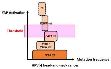 The YAP signal plays a crucial role in head-and-neck cancer onset