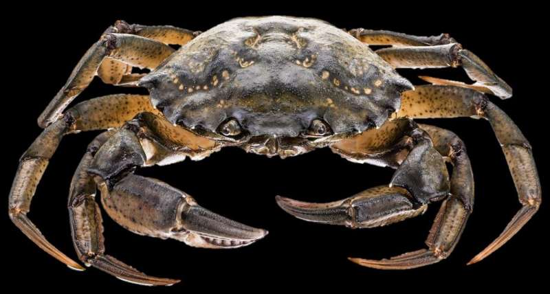 Two new species of parasite discovered in crabs -- discovery will help prevent infection of other marine species