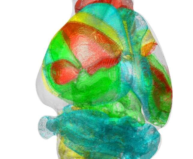Unravelling complex brain networks with automated 3-D neural mapping