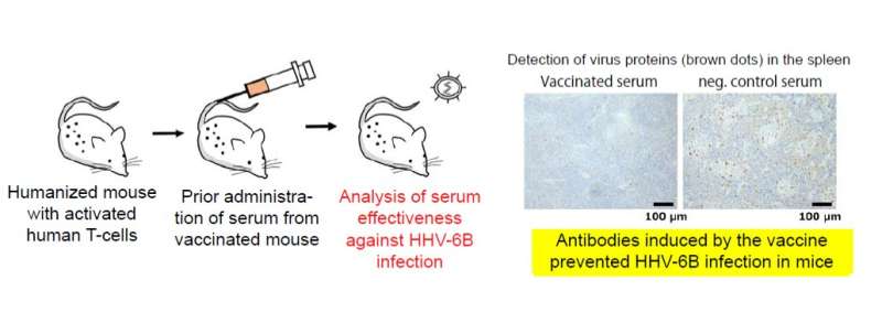 Vaccine developed for human herpesvirus 6B (HHV-6B)