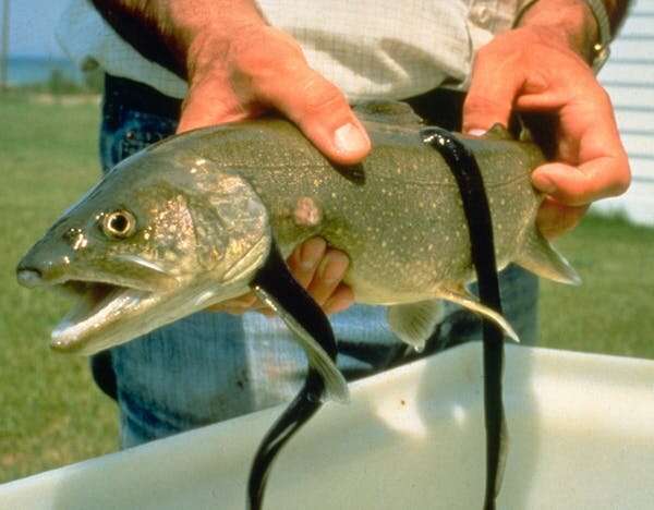 'Vampire fish' gorged on Great Lakes trout until the invasive species was subdued