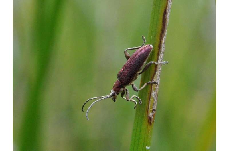 Versatile symbionts: Reed beetles benefit from bacterial helpers through all life stages