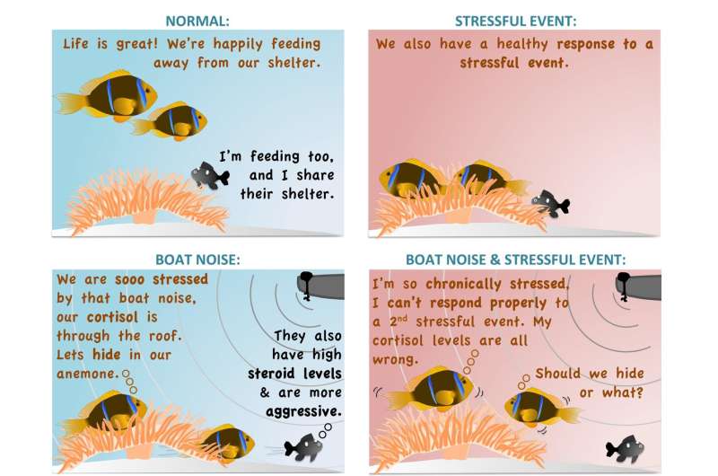 Vexing Nemo: Motorboat noise makes clownfish stressed and aggressive