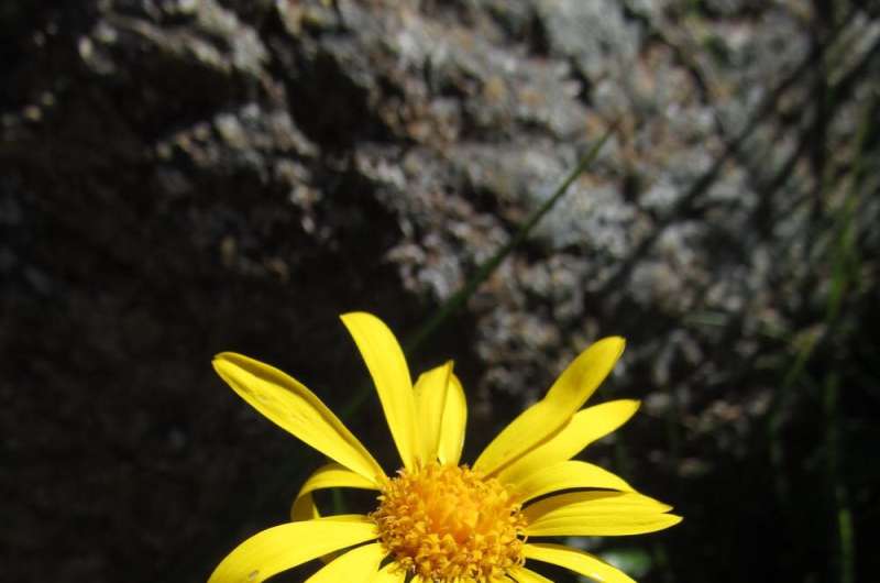 We accidentally found a whole new genus of Australian daisies. You've probably seen them on your bushwalks