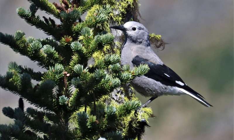 Whitebark pine declines may unravel the tree's mutualism with Clark's Nutcracker