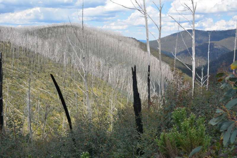 Why Australia’s severe bushfires may be bad news for tree regeneration
