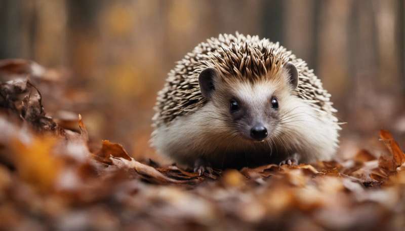 Why autumn is such a dangerous time for hedgehog mothers – and how to help them