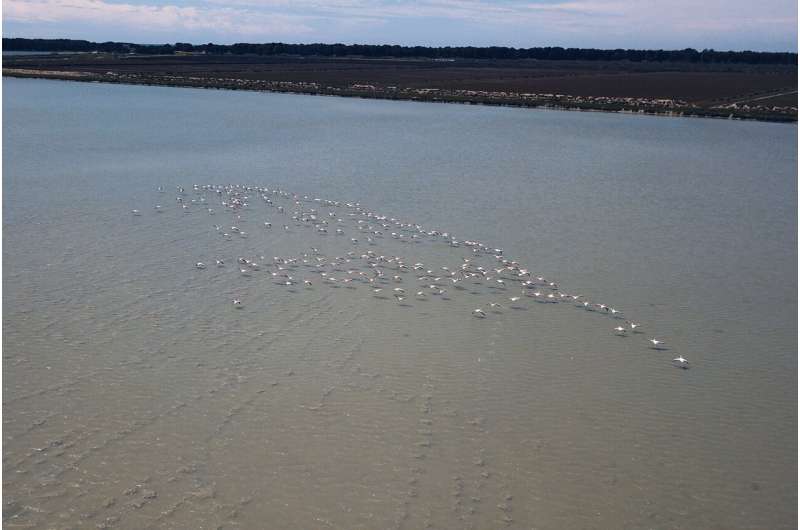 With fewer humans to fear, flamingos flock to Albania lagoon