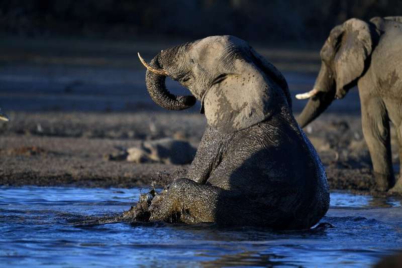 With unfenced parks and wide-open spaces, Botswana has Africa's largest elephant population, boasting more than 135,000