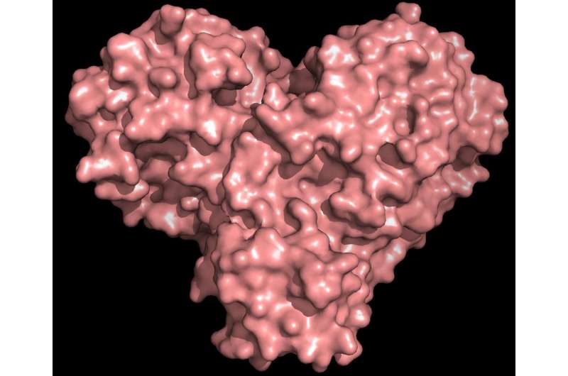 X-rays size up protein structure at the 'heart' of COVID-19 virus