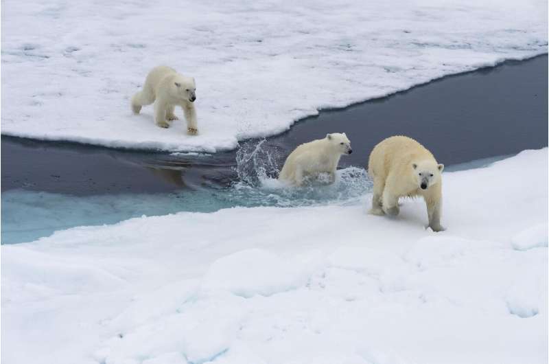 Your plane travel destroys polar bear habitat