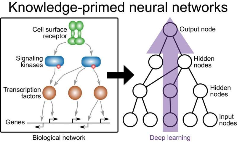 Deep learning on cell signaling networks establishes AI for single-cell biology