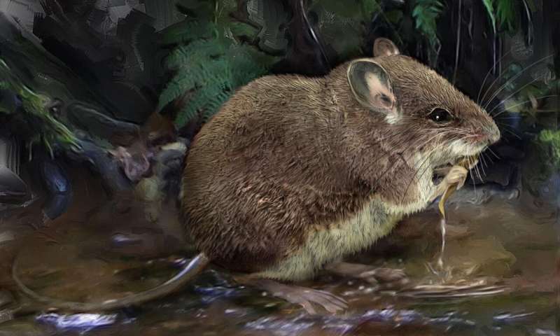 New species of aquatic mice discovered, cousins of one of the world's rarest mammals