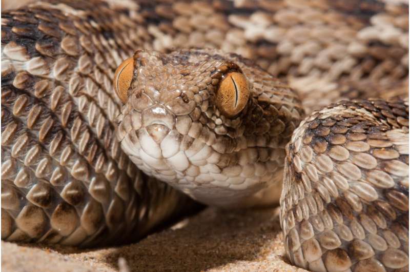 Researchers at LSTM demonstrate a novel way to treat snakebite