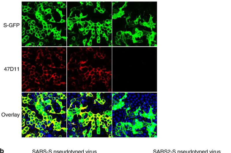 Researchers report discovery of antibody that blocks infection by the SARS-CoV-2 in cells